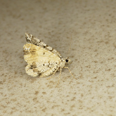 Macaria graphidaria