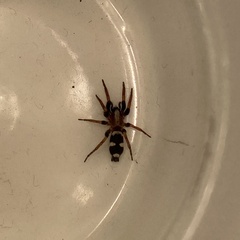 Poecilochroa