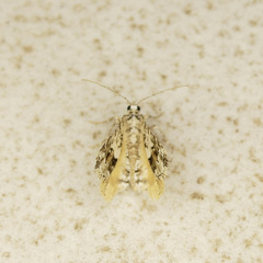 Macaria graphidaria
