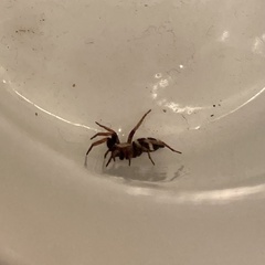 Poecilochroa