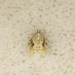 Macaria graphidaria