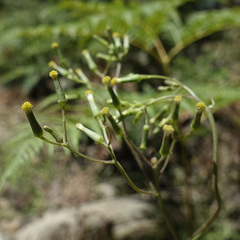 Senecio prenanthoides