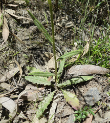 Senecio prenanthoides