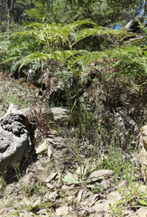 Senecio prenanthoides