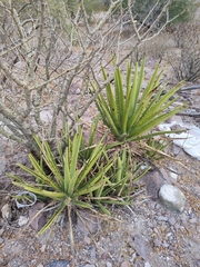 Agave datylio