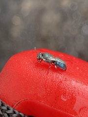 Hylaeus albonitens