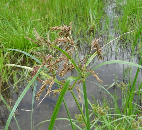 Cyperus fastigiatus Rottb.