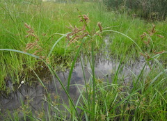 Cyperus fastigiatus