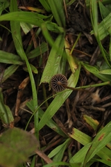 Agaricales