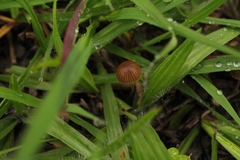 Agaricales