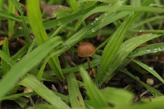 Agaricales