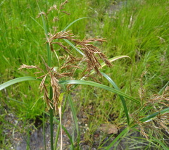 Cyperus fastigiatus