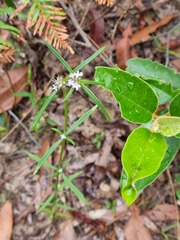 Spermacoce brachystema