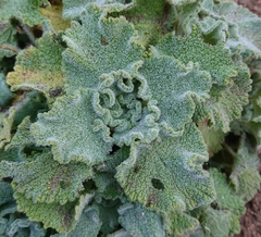 Pseudodictamnus hirsutus