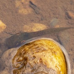 Clinotarsus curtipes