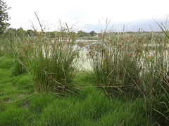 Cyperus fastigiatus