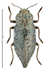 Dicerca tenebrosa tenebrosa