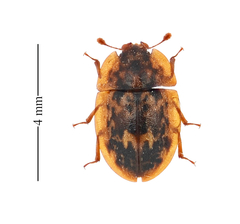 Lobiopa undulata