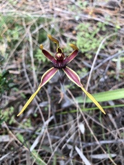 Caladenia arrecta