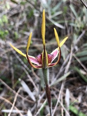 Caladenia arrecta