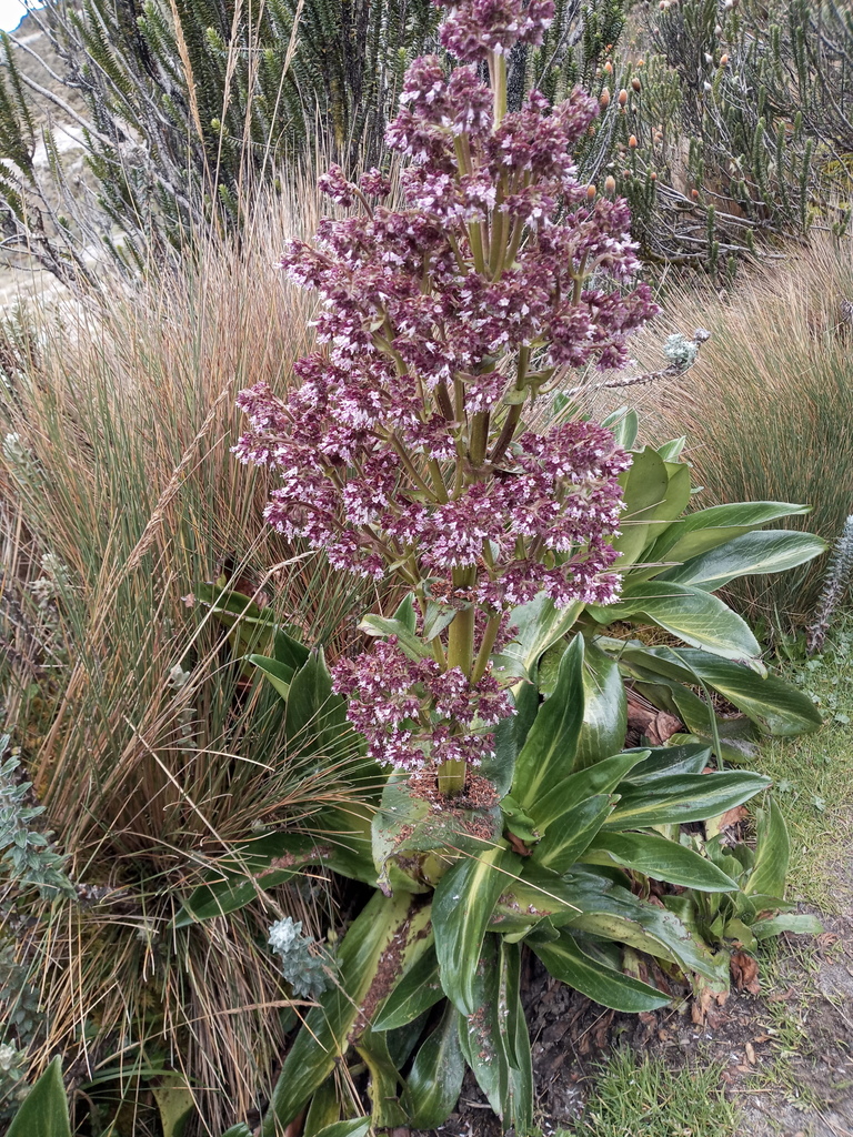 Valeriana pilosa