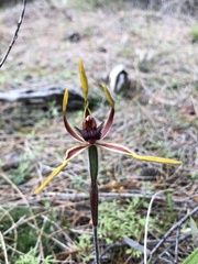 Caladenia arrecta