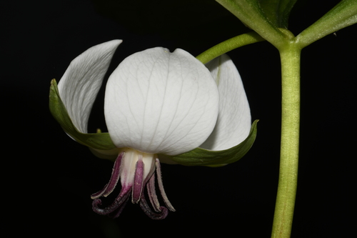 Illscented wakerobin (Trillium rugelii)