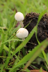 Agaricales
