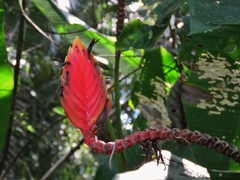 Heliconia episcopalis