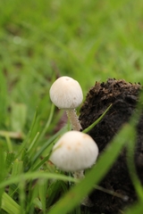 Agaricales