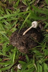 Agaricales