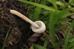 Agaricales