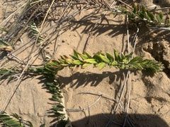 Baccharis gnaphalioides