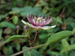 Passiflora rubra