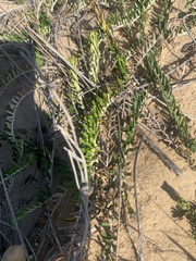 Baccharis gnaphalioides