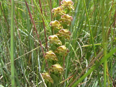Disperis renibractea