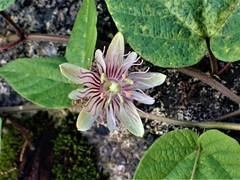 Passiflora rubra
