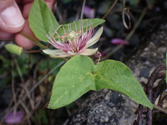 Passiflora rubra