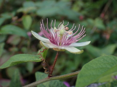 Passiflora rubra