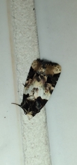 Bryolymnia bicon