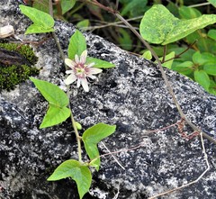 Passiflora rubra