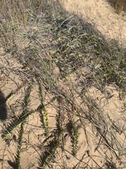 Baccharis gnaphalioides