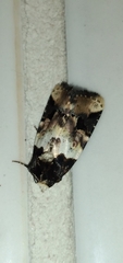 Bryolymnia bicon