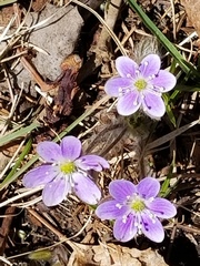 Hepatica