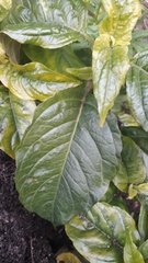 Justicia carnea