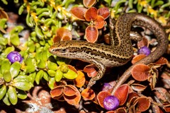 Oligosoma inconspicuum