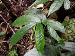 Elatostema reticulatum