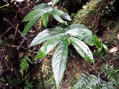 Elatostema reticulatum
