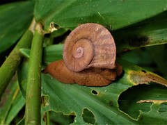 Parthena acutangula