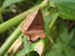 Parthena acutangula